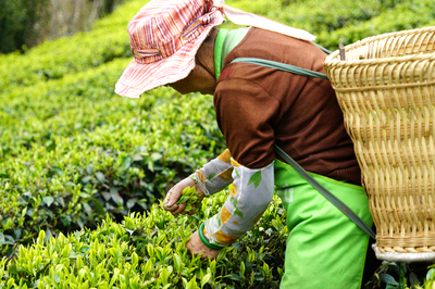 春日赴約永平，共品一席茶香盛宴