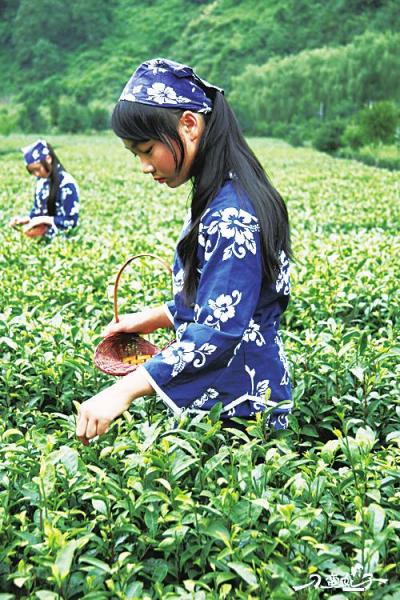 陜西茶葉節(jié)即將盛大啟幕 一葉飄香，品味秦風(fēng)漢韻